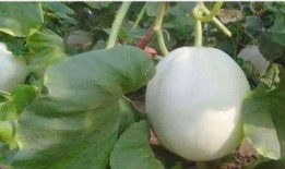 网红吃白兰瓜,美味与营养的完美邂逅